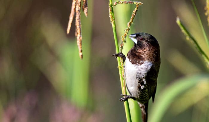 how to stop birds from eating grass seed