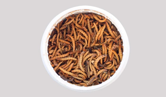 how to store mealworms