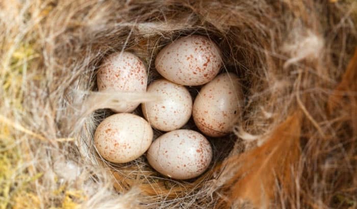 what to do if you find a bird egg