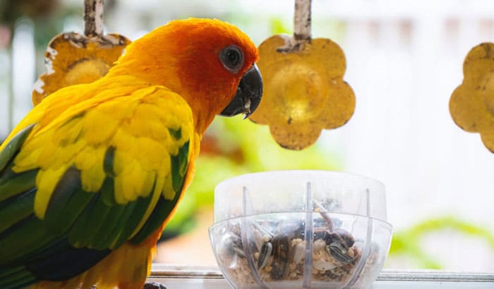 best bird food for conures