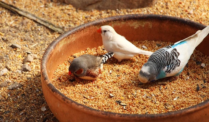 best budgie food