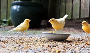 best canary food