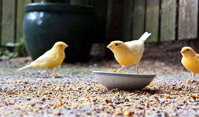 Granivorous Birds Canary Bird Semi-Fat Food w/ Dairy for Mating & Posture 1 Kg 