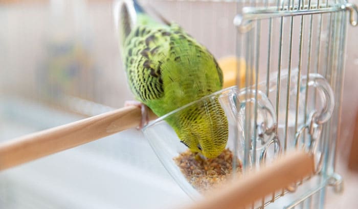 best diet for budgies