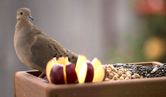 best food for doves