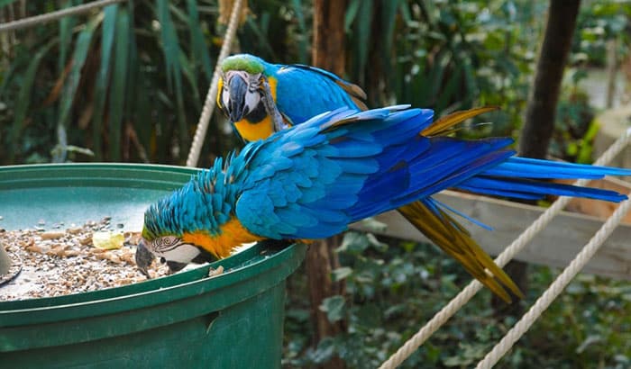 best food for macaws