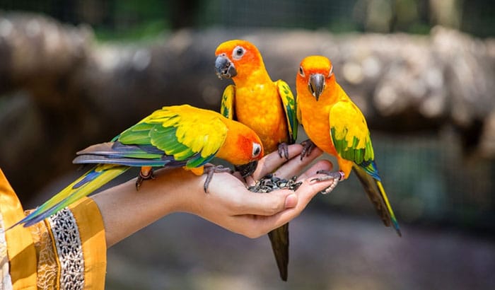 best food for sun conures