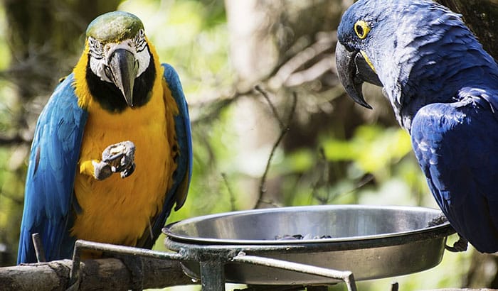 best macaw food