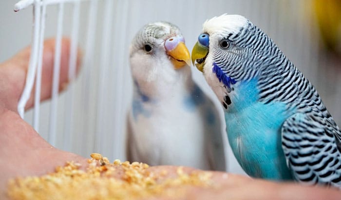 best seed mix for lovebirds