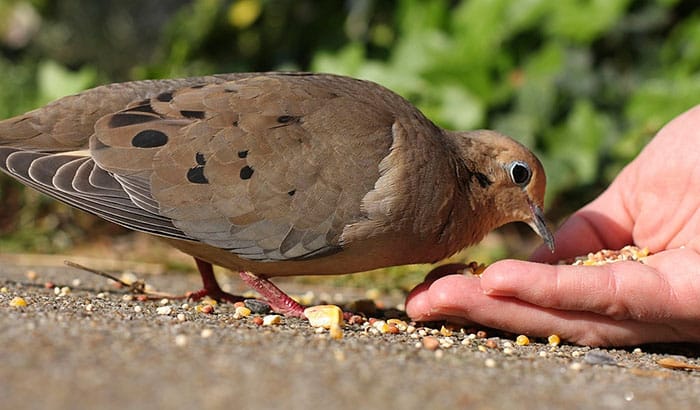 best seeds for doves