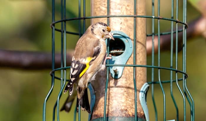 bird seed for house finch