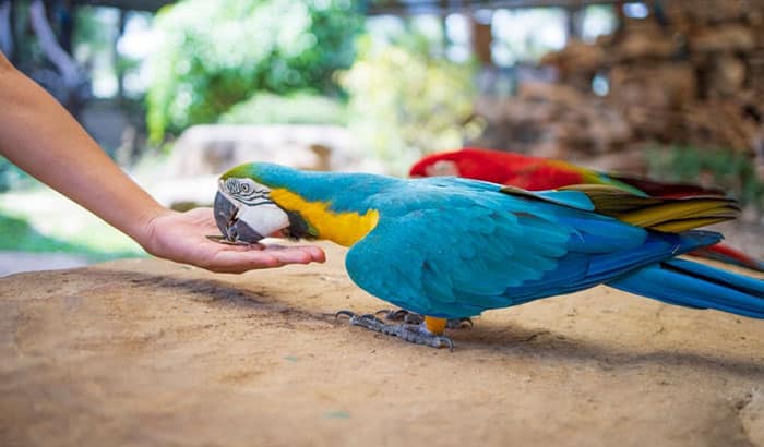 blue macaw diet