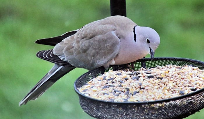 dove food mix