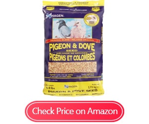 hagen pigeon dove seeds