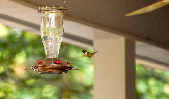 how often should you change hummingbird food