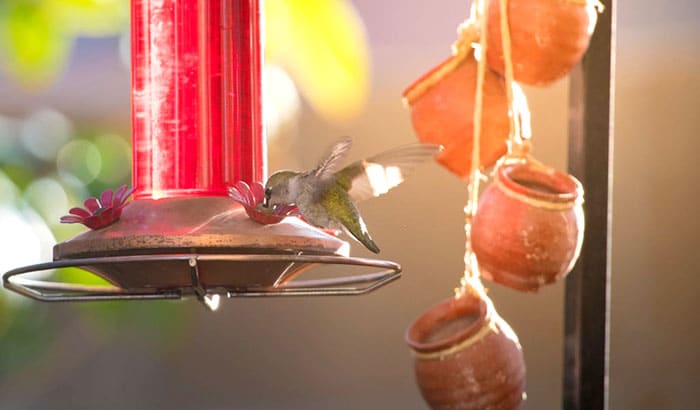 how to make hummingbird food using microwave