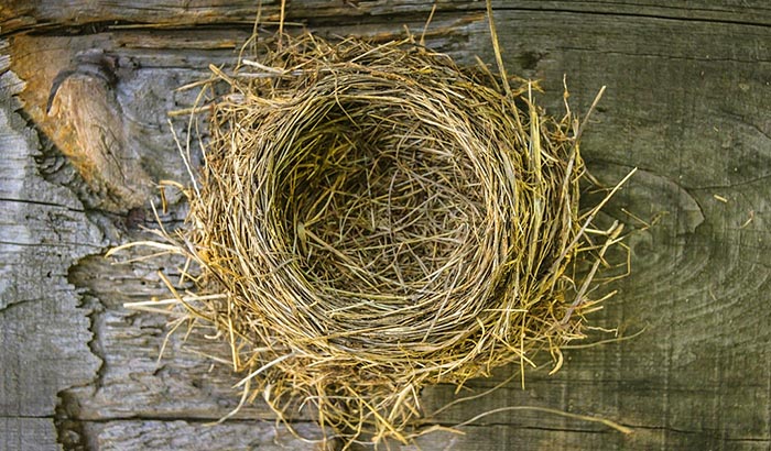 how to preserve a birds nest