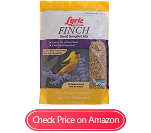 lyric 2647469 finch small songbird mix