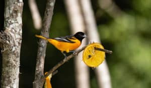 how to attract baltimore orioles