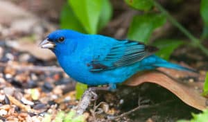 how to attract indigo buntings