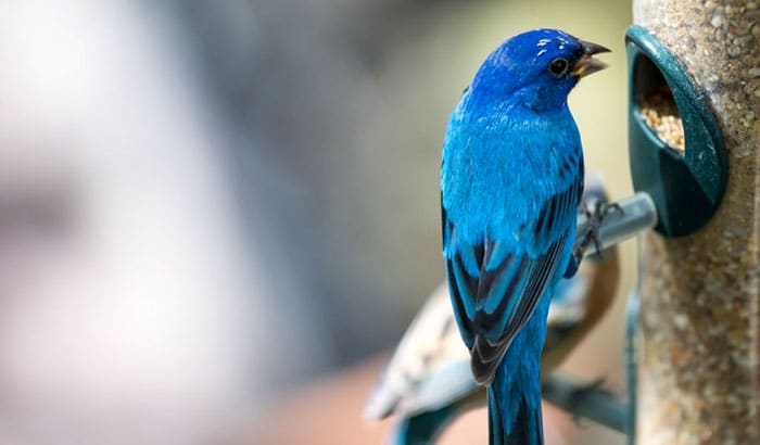 how to attract indigo buntings to feeders