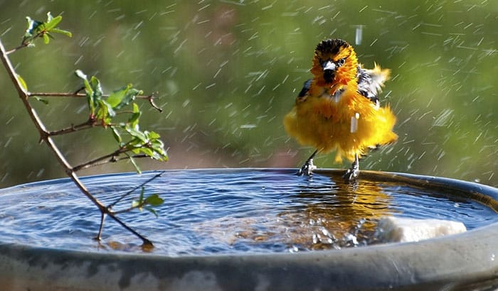 how to attract orioles to feeders