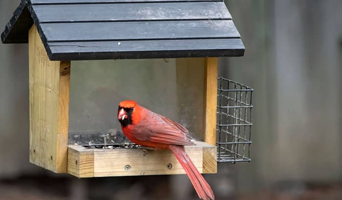 how to build a cardinal birdhouse