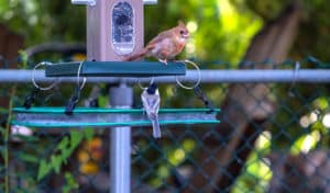 how to make a bird feeder seed catcher