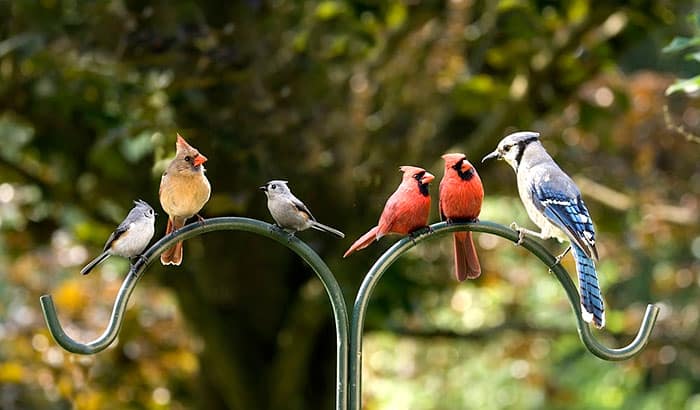 red bird vs cardinal