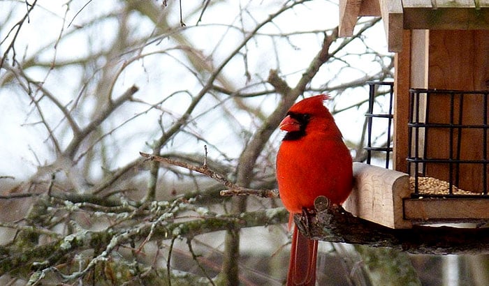 right way to build a cardinal birdhouse