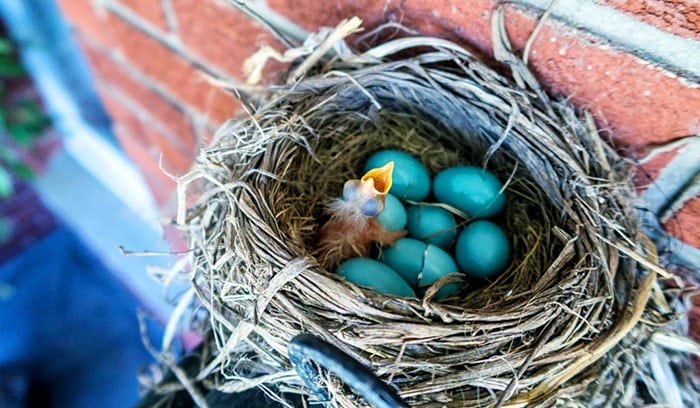 things to remember in making baby bird food