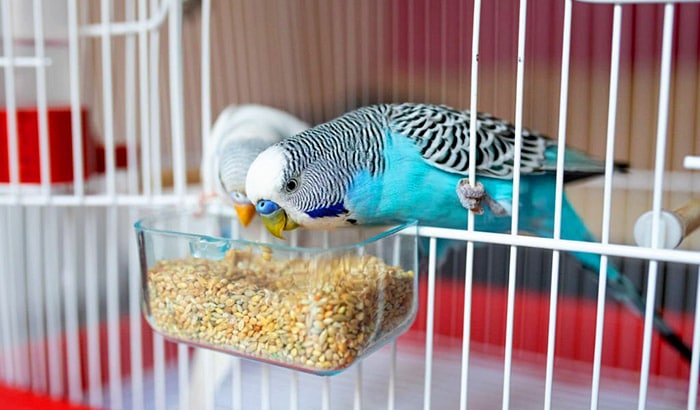 best parakeet food