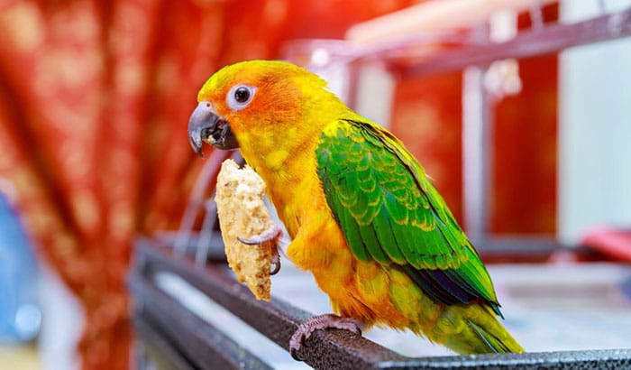 best parrot food