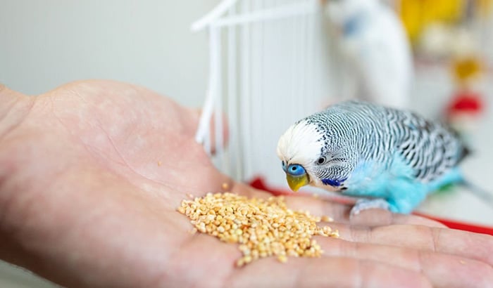 best bird food for parakeets