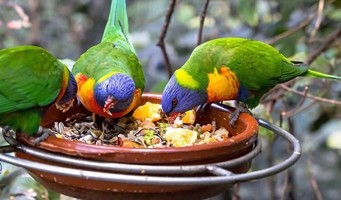 best seeds for parrots