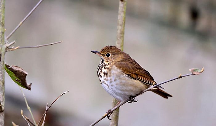 comparing wood thrush and hermit thrush