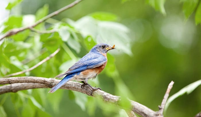 helping the birds find worms