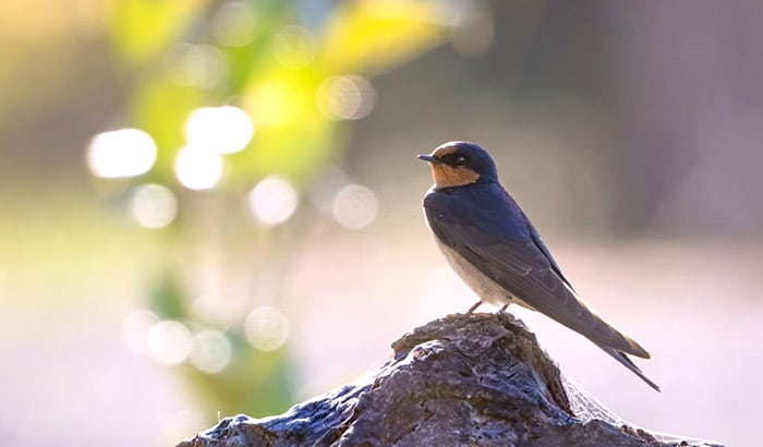 how to attract barn swallows