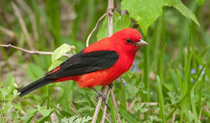 how to attract scarlet tanagers