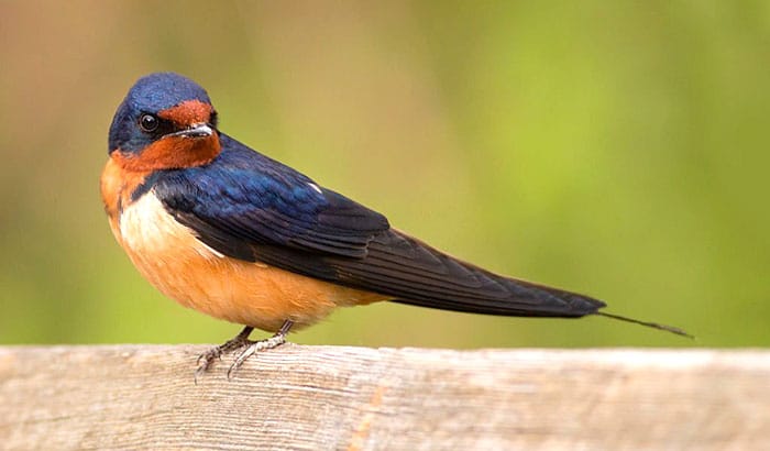 how to deter barn swallows