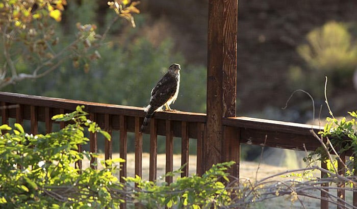 how to deter birds from porch