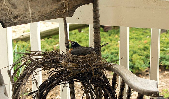how to get rid of birds nest on porch