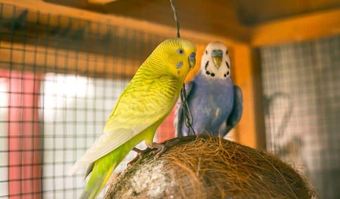 how to keep a parakeet warm