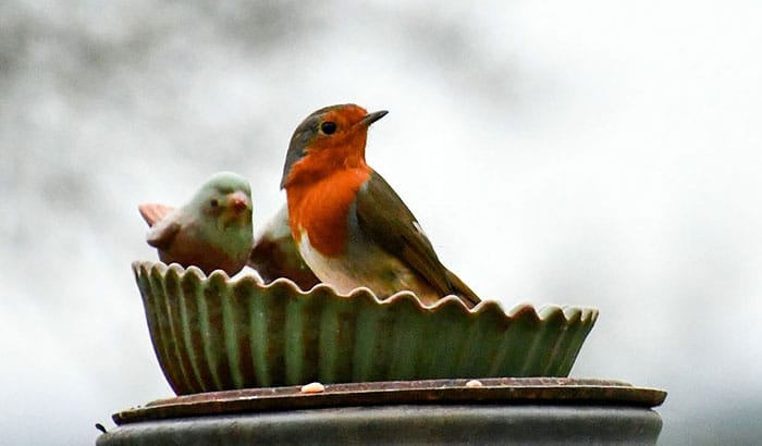 red robins and cardinals