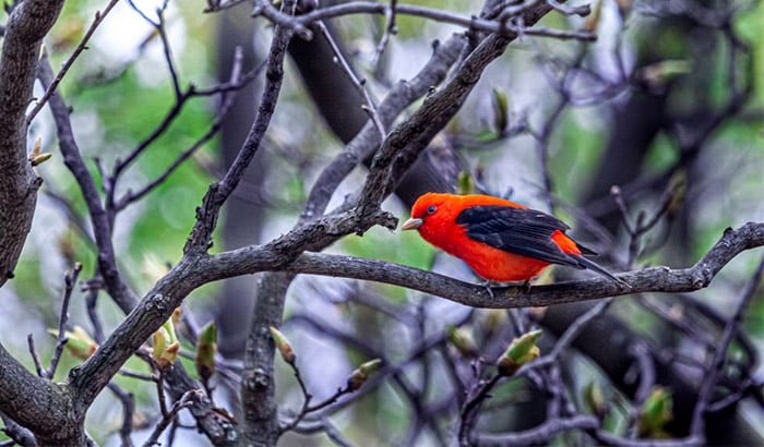 what do scarlet tanagers eat