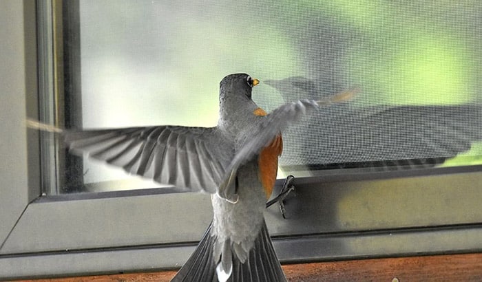 why do birds peck at windows