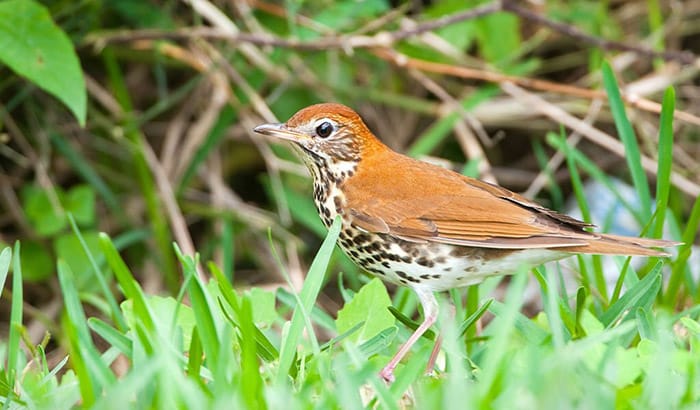 wood thrush vs hermit thrush