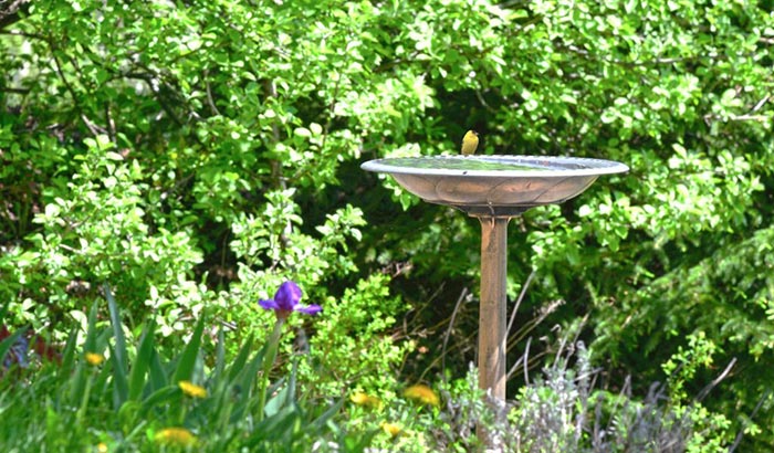 best solar bird bath