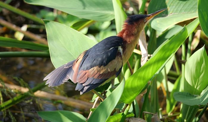 difference between least bittern vs green heron