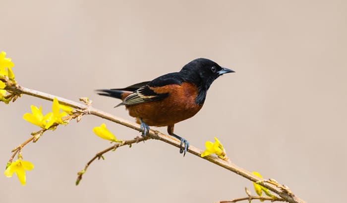 difference between orchard oriole vs baltimore oriole